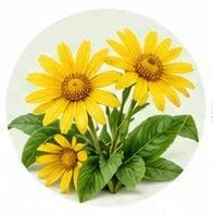 Arnica — Botanical & herbal extracts