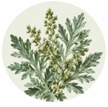 Artemisia / Wormwood — Botanical & herbal extracts