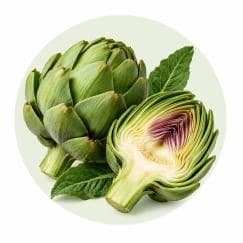 Artichoke — Botanical & herbal extracts