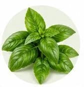 Basil — Botanical & herbal extracts