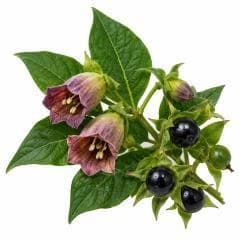 Belladonna — Botanical & herbal extracts