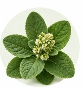 Boldo — Botanical & herbal extracts