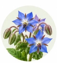 Borage — Botanical & herbal extracts