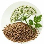 Caraway — Botanical & herbal extracts