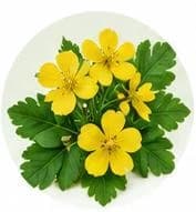 Celandine Root — Botanical & herbal extracts