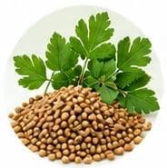 Coriander — Botanical & herbal extracts