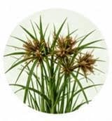 Cyperus — Botanical & herbal extracts