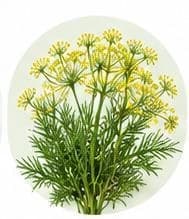 Dill — Botanical & herbal extracts