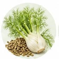 Fennel — Botanical & herbal extracts