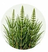 Horsetail — Botanical & herbal extracts