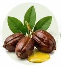 جوجوبا — مستخلصات نباتية وعشبية