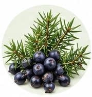 Juniper — Botanical & herbal extracts