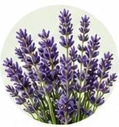 Lavender — Botanical & herbal extracts