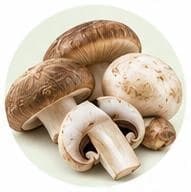 Mushroom — Botanical & herbal extracts