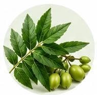 Neem — Botanical & herbal extracts