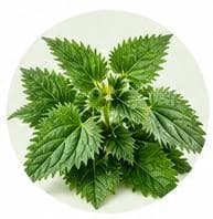 Nettle — Botanical & herbal extracts