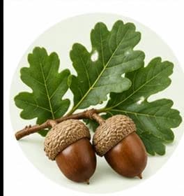 بلوط — مستخلصات نباتية وعشبية