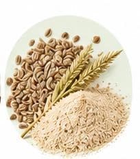 Psyllium — Botanical & herbal extracts