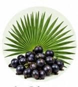 Saw Palmetto — Botanical & herbal extracts