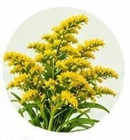 Solidago — Botanical & herbal extracts