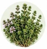 زعتر — مستخلصات نباتية وعشبية