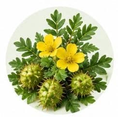 حسك — مستخلصات نباتية وعشبية