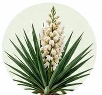 Yucca — Botanical & herbal extracts