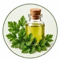 زيت بقدونس — زيوت طبيعية