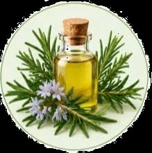 Rosemary Oil — Essential oils