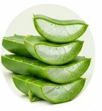 Aloe Vera — Botanical & herbal extracts