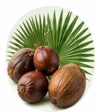 Doum Palm — Botanical & herbal extracts