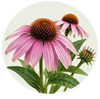 Echinacea — Botanical & herbal extracts