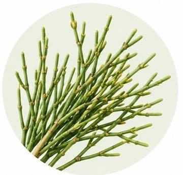 Ephedra — Botanical & herbal extracts