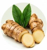 Galangal — Botanical & herbal extracts