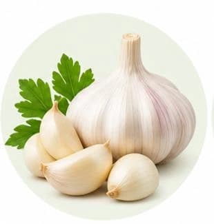 Garlic — Botanical & herbal extracts