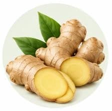 Ginger — Botanical & herbal extracts
