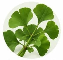 Ginkgo Biloba — Botanical & herbal extracts