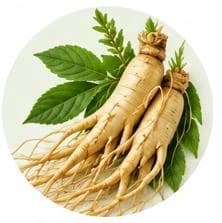 Ginseng — Botanical & herbal extracts