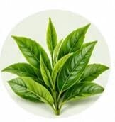 Green Tea — Botanical & herbal extracts