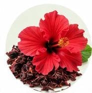 Hibiscus — Botanical & herbal extracts