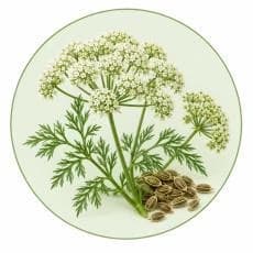 Khella — Botanical & herbal extracts