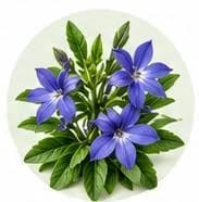 Lobelia — Botanical & herbal extracts