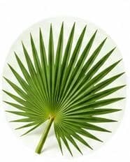 Palm Spathe — Botanical & herbal extracts