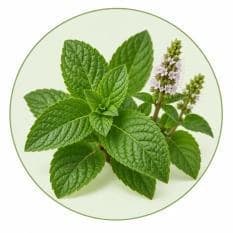 Peppermint — Botanical & herbal extracts