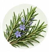 Rosemary — Botanical & herbal extracts